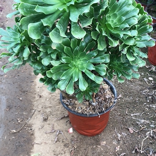 用***1绿法师多肉植物00000023