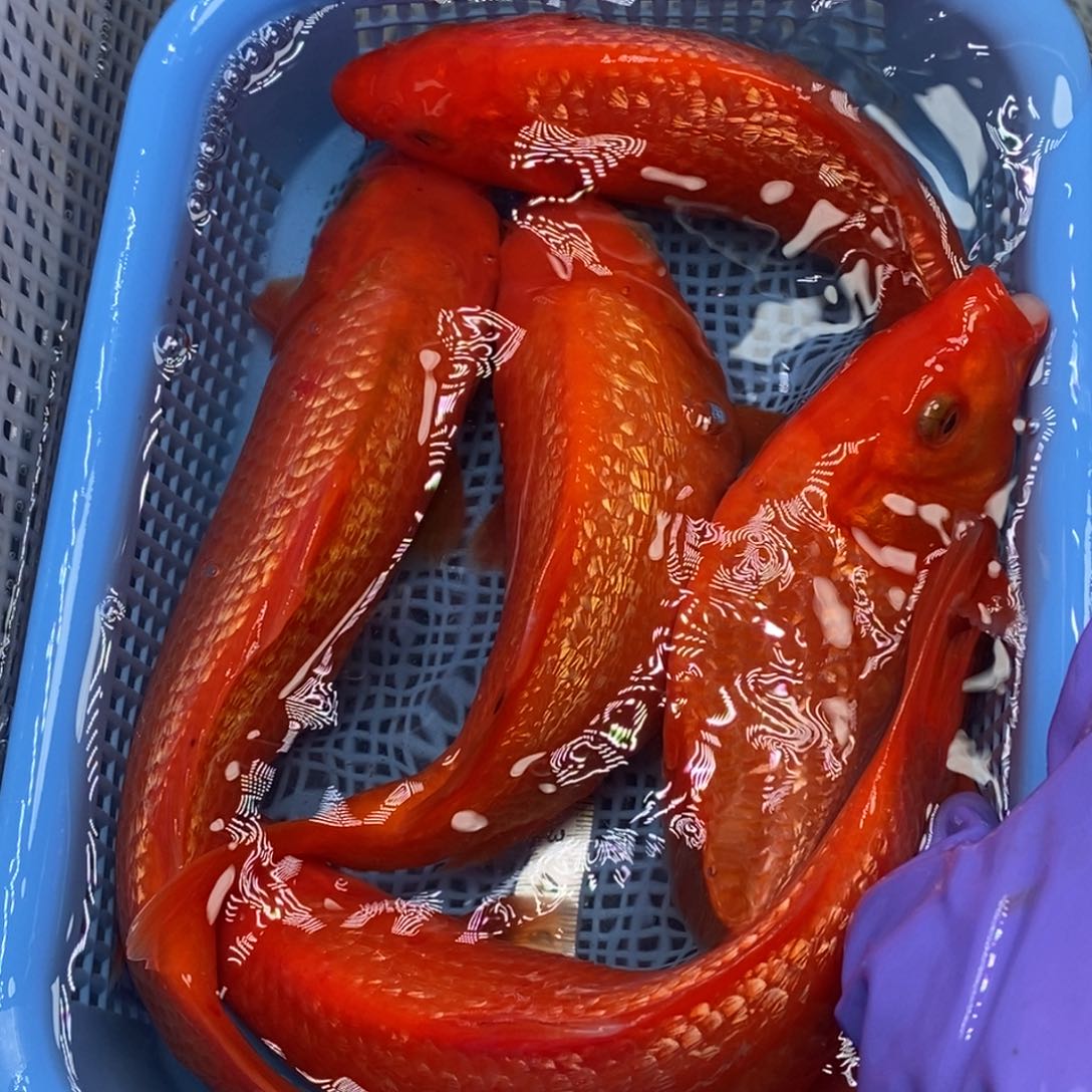 锦鲤冷水锦鲤包邮