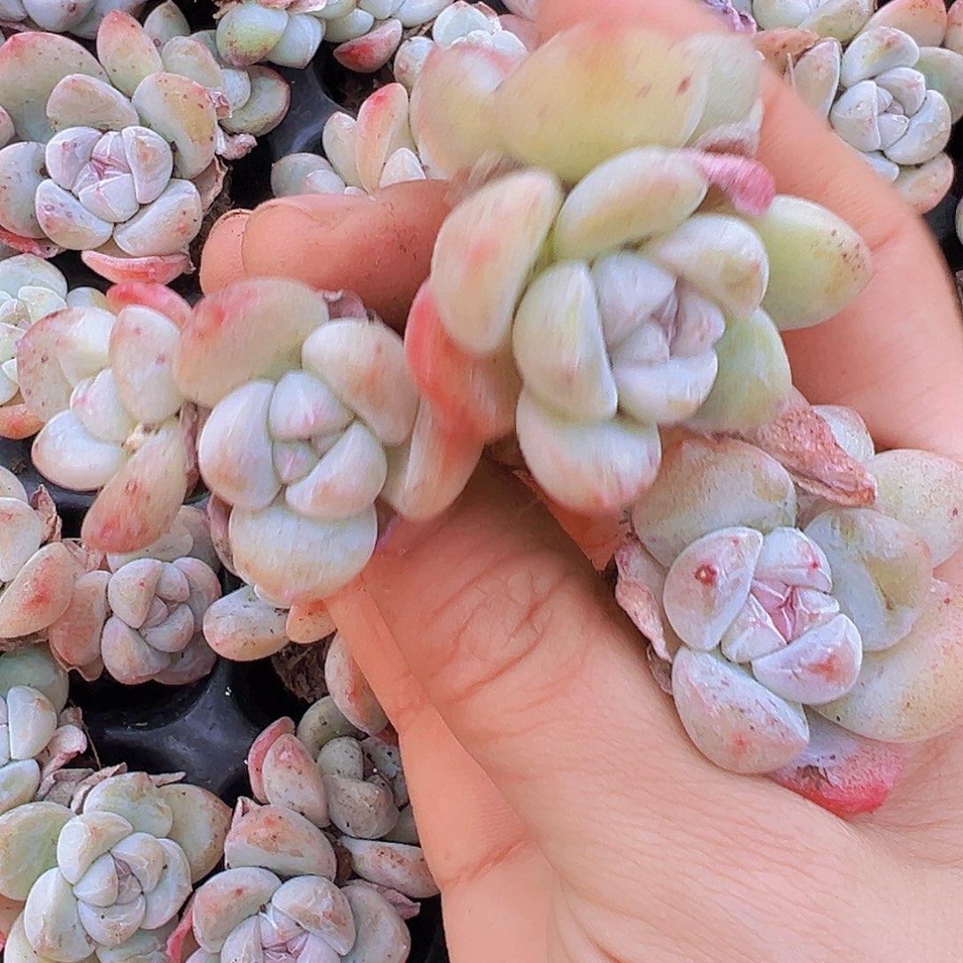 双头老货冰玉苗7颗多肉