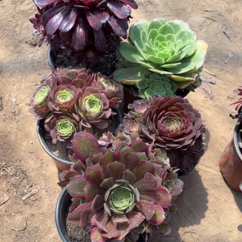 620多肉植物组合