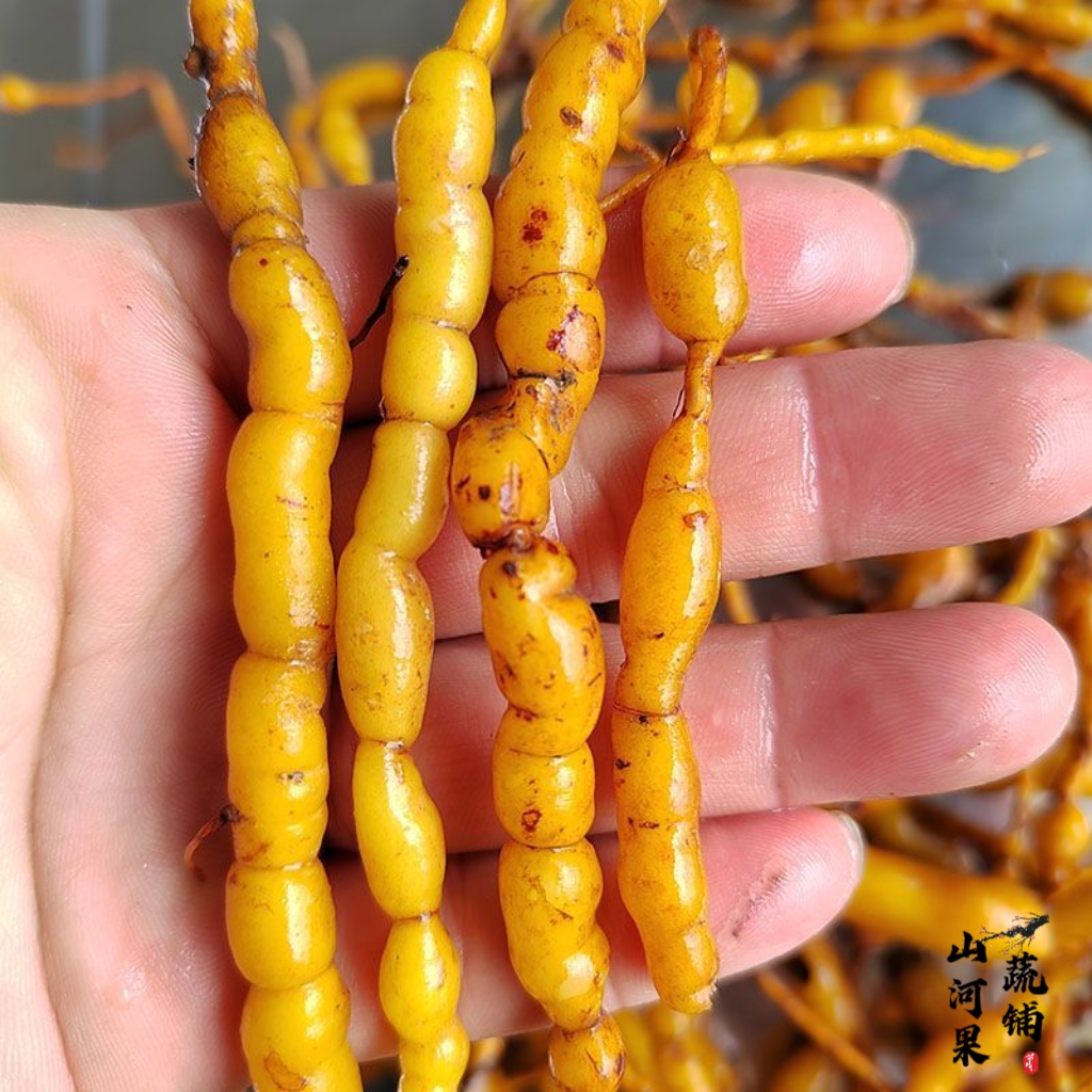 新鲜鸡筋参根  盆栽 根类初级农产品  煲汤