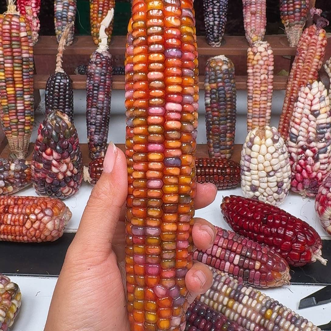 语***洋吊坠柏香籽/百香籽