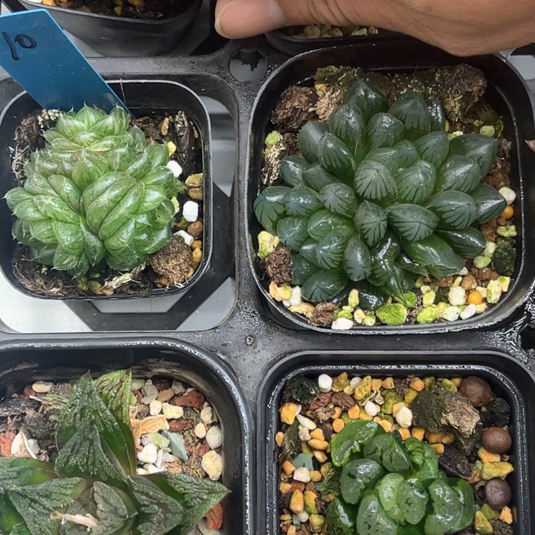 10福利4颗包邮发发发发发发