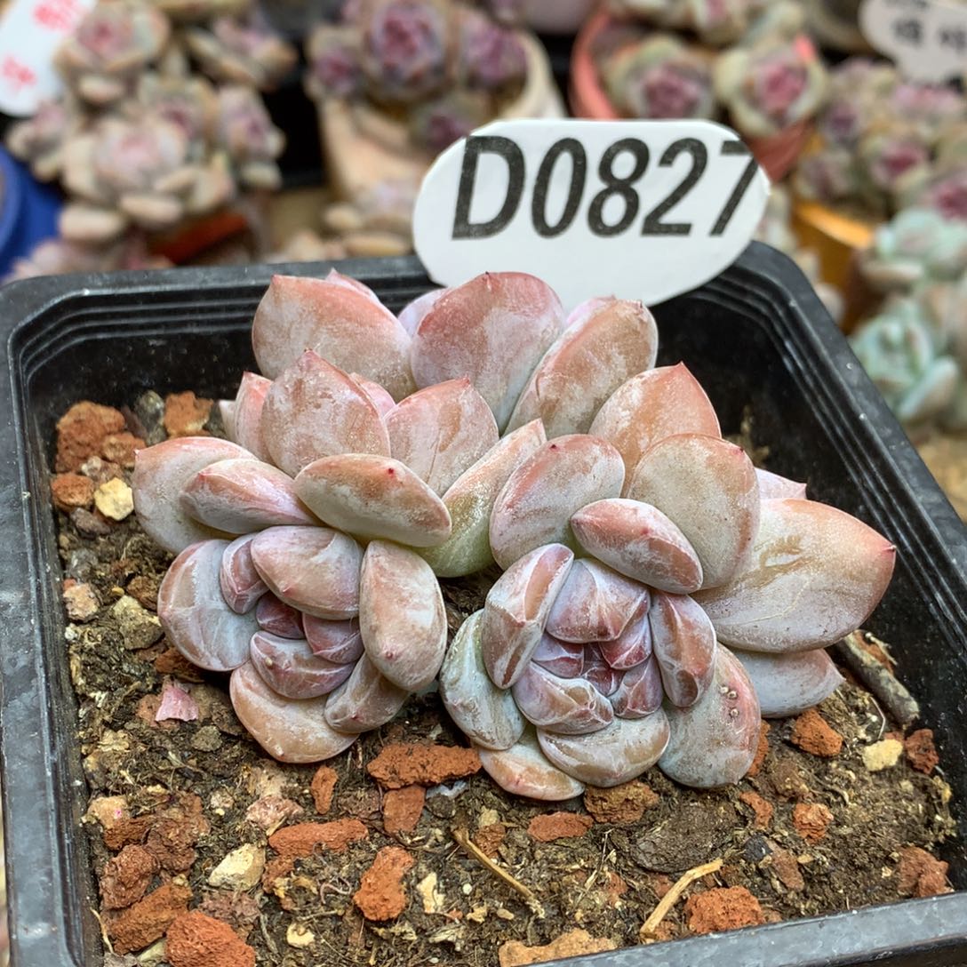 D0827 星影 福利 5头 7cm