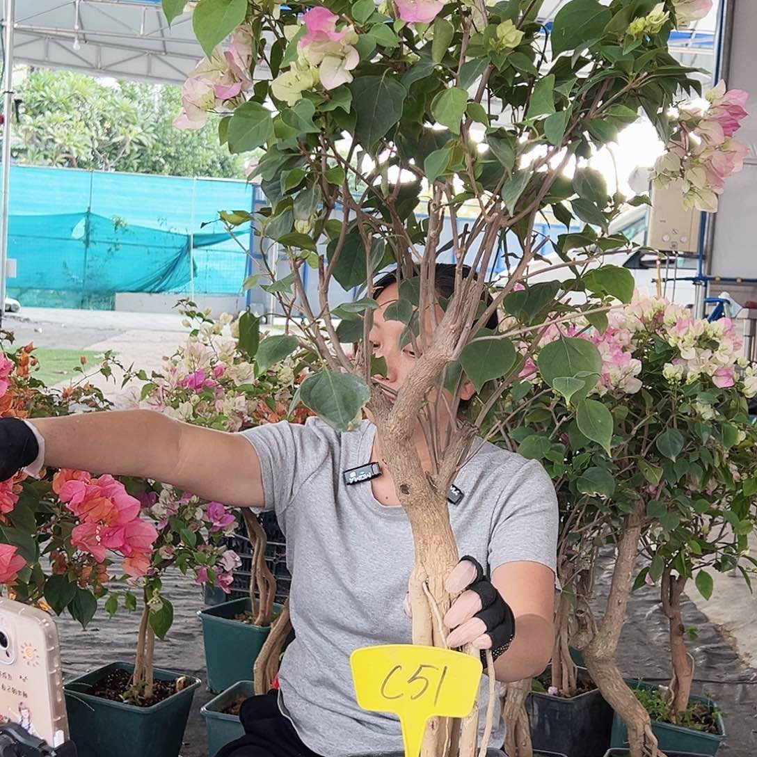 泉***装大部分花苞少量开放C51红樱