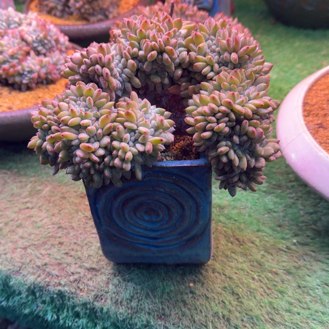 星影树缀无砍多肉20厘米