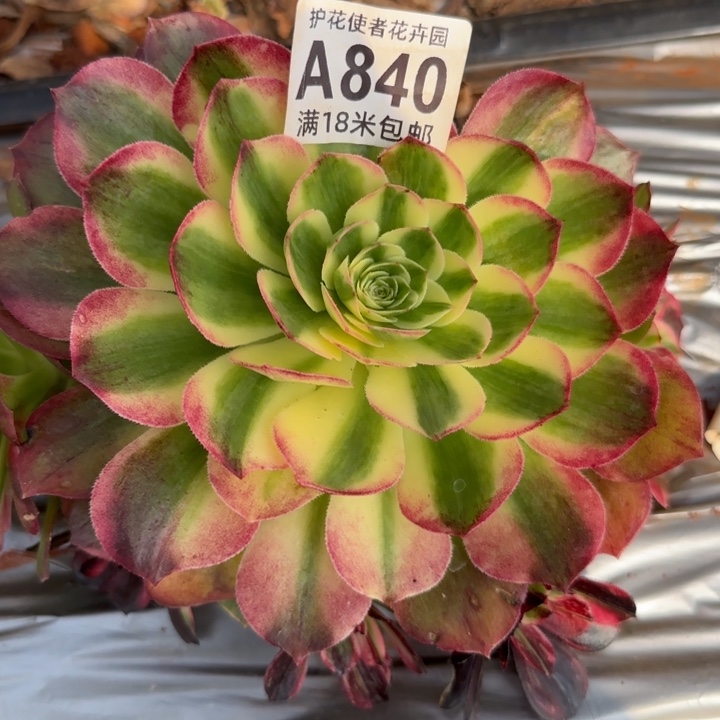 多肉法师伯爵朵朵