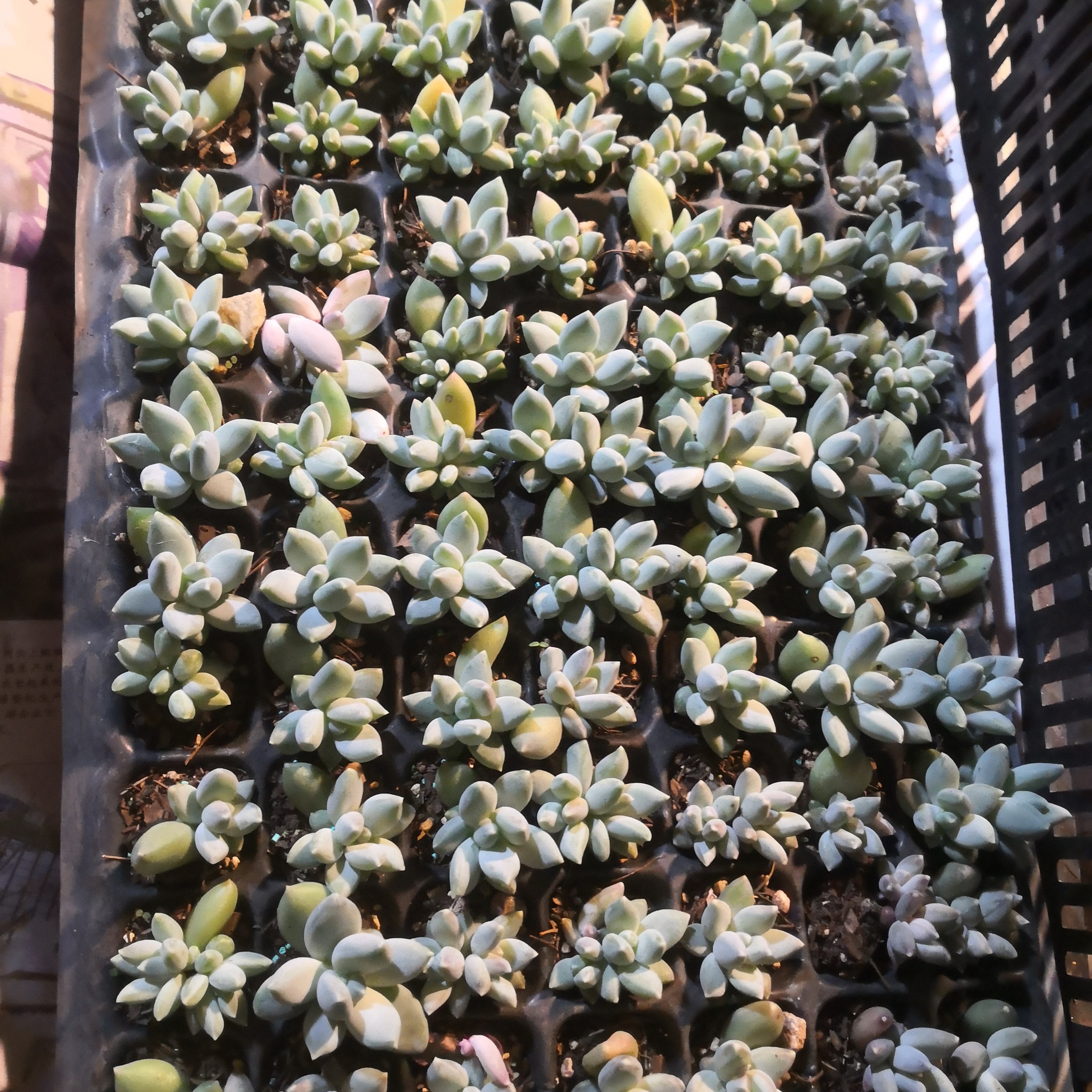 多肉植物美人苗60颗一组