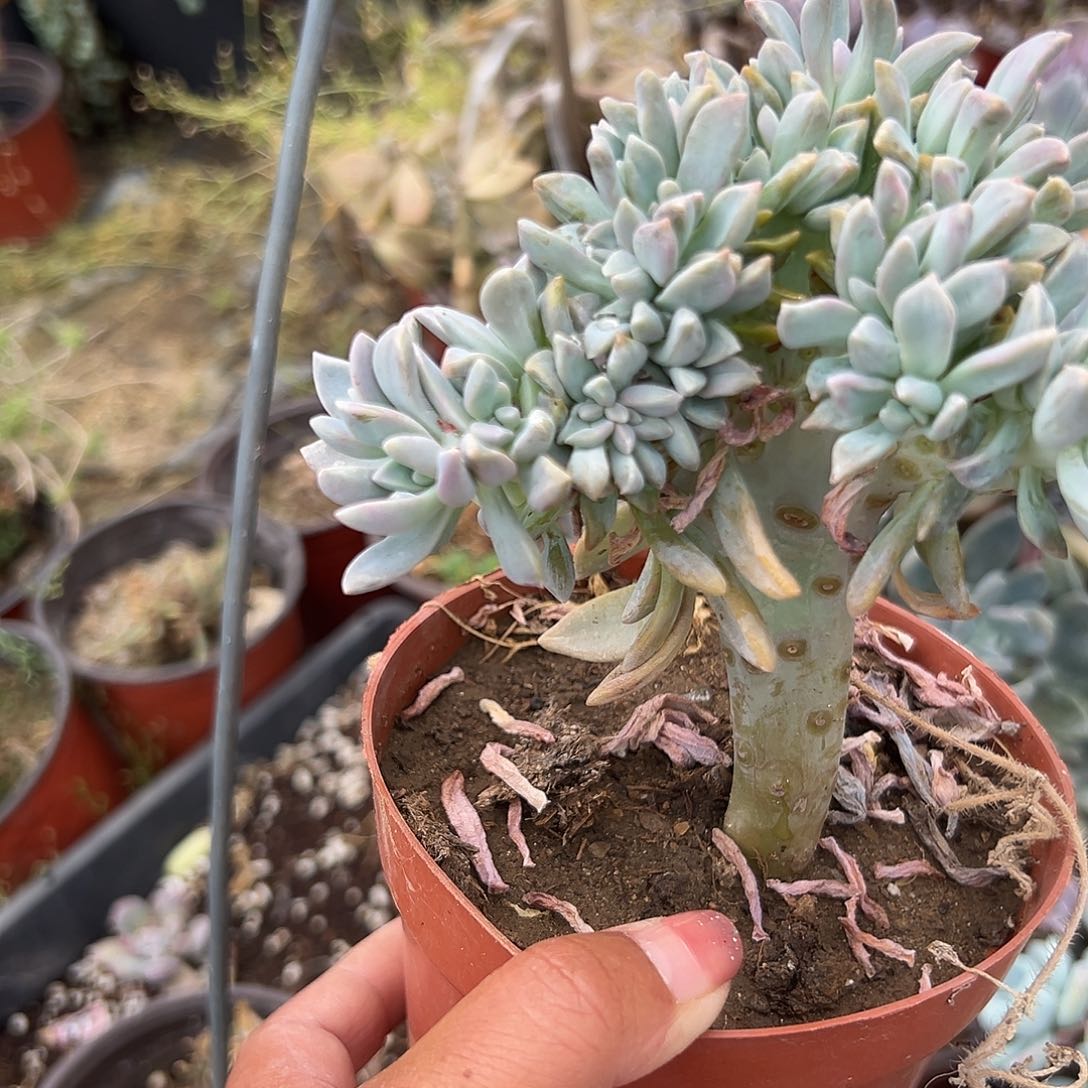 多肉植物多肉植物