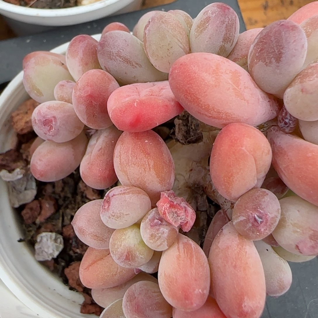 花语逸境0210-402