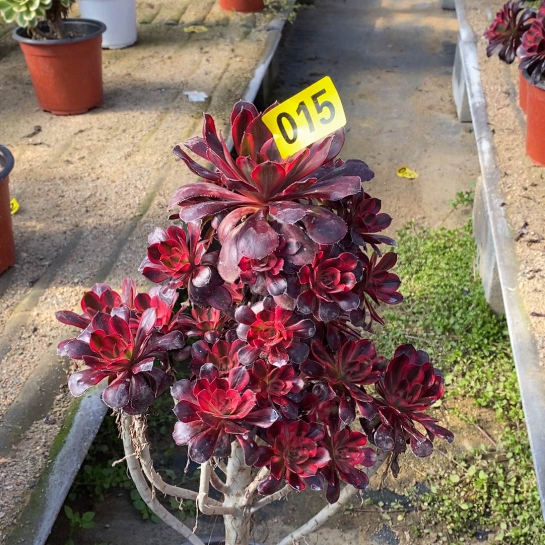 香奈多肉法师015