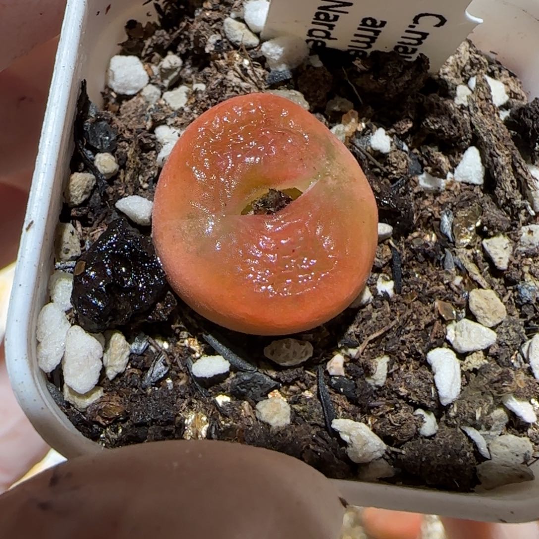 蒙***怪肉锥多肉植物百科1-1580