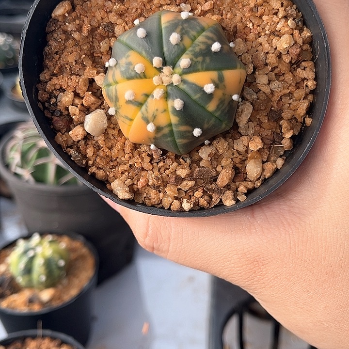 兜景3.9cm一物一拍