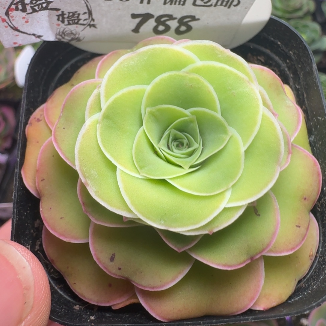 楹楹-788+冠幅  6cm