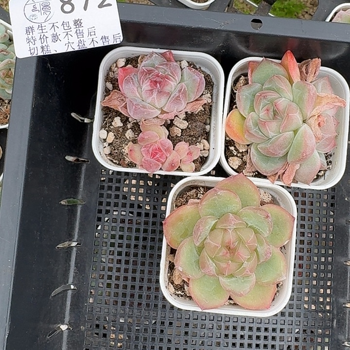 如图872白方珍妮3个不售后