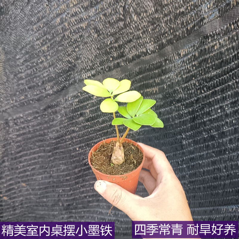 墨西哥铁树室内绿植小盆栽四季常青小铁树室内办公室植物美洲铁