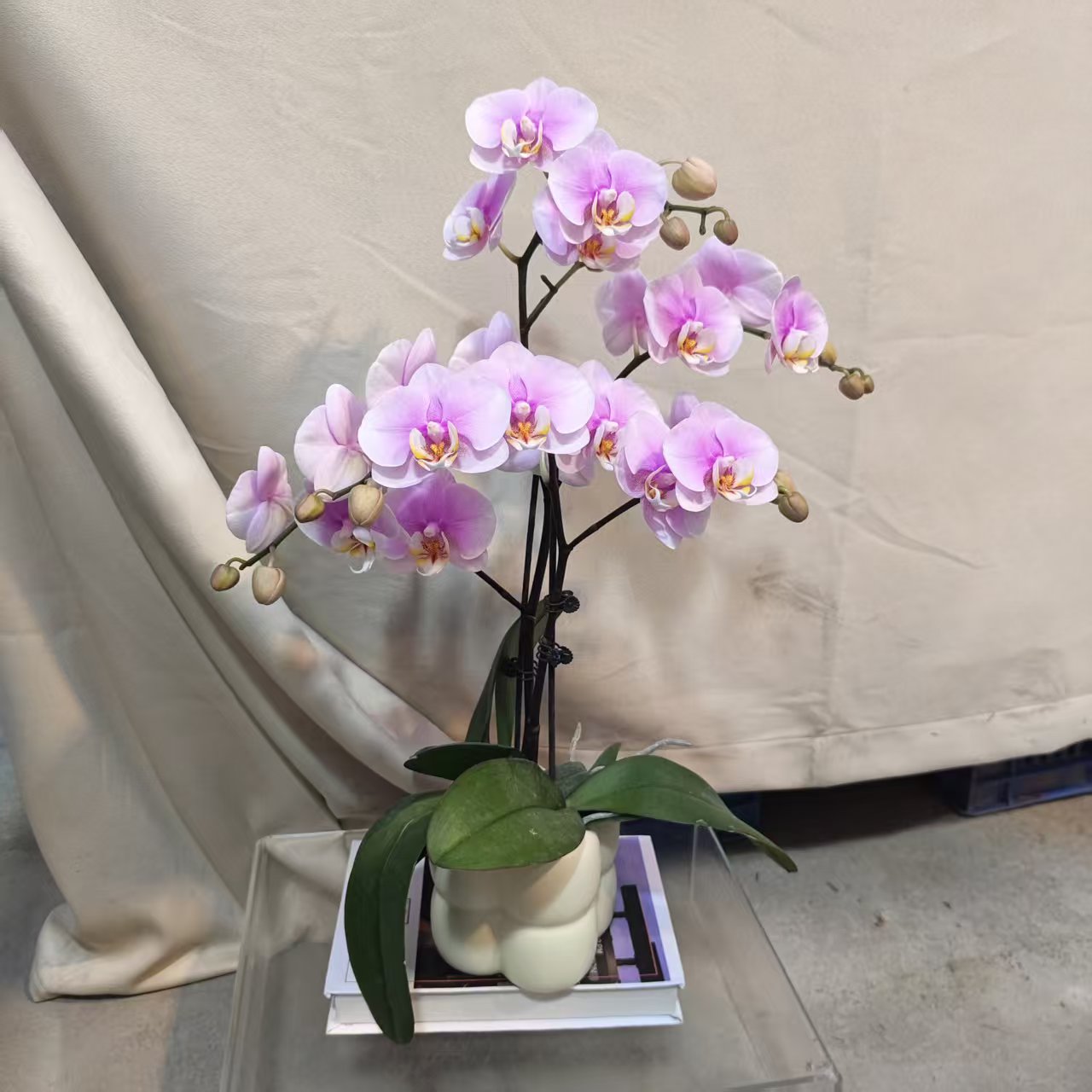 蝴蝶兰【琉璃仙子】蝴蝶兰室内种植观赏可带花发货适合送礼