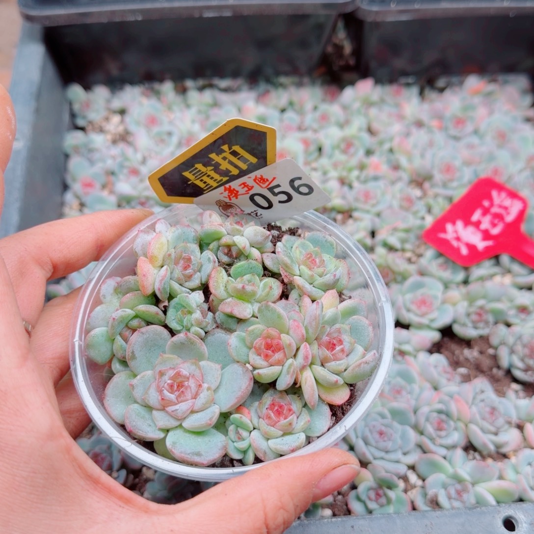 多肉植物多肉植物