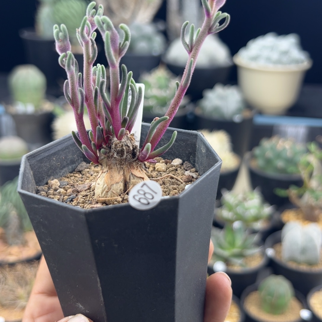 淡青霜黄花一物一拍687