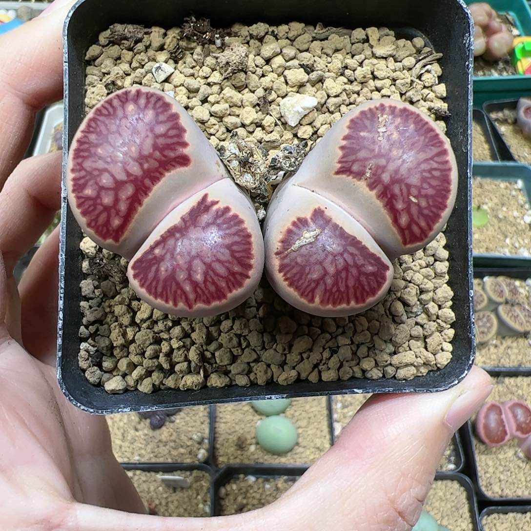 【闪购商品】322 菊特选