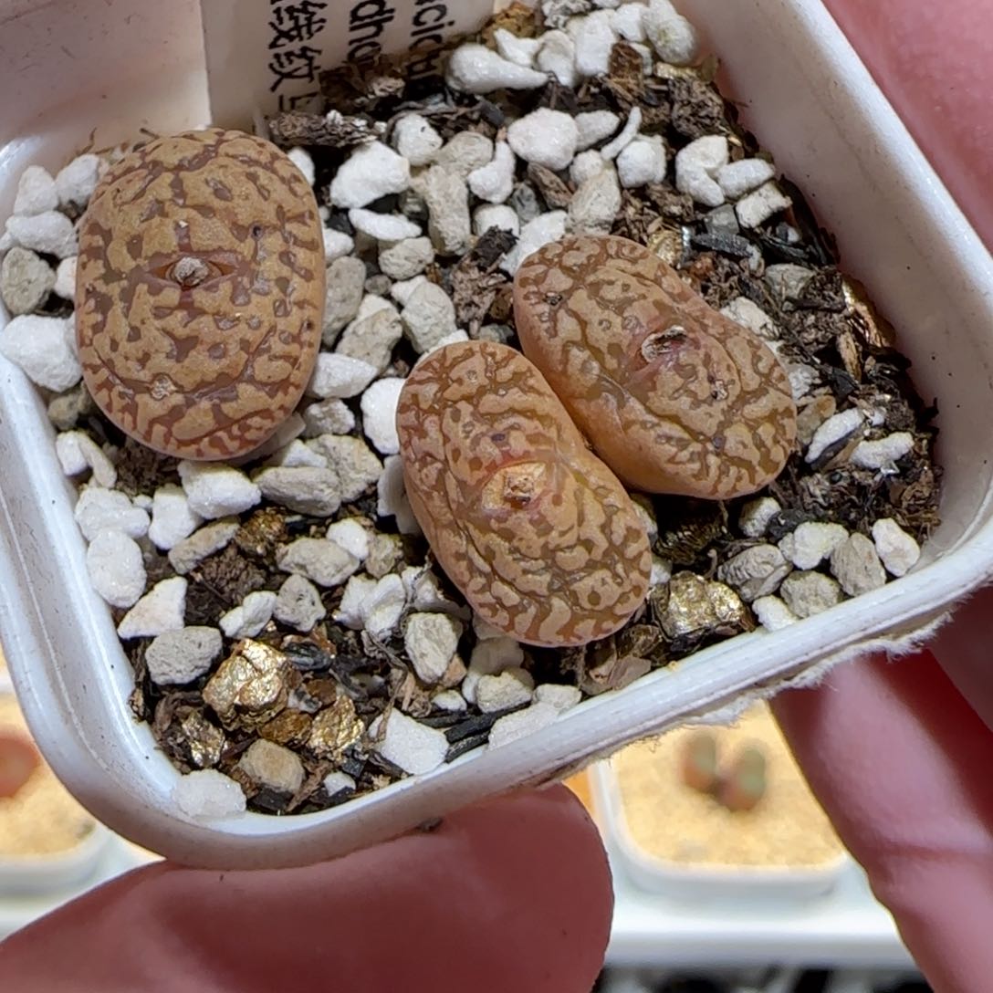 肉锥多肉植物百科-流线纹鸟哈尼492