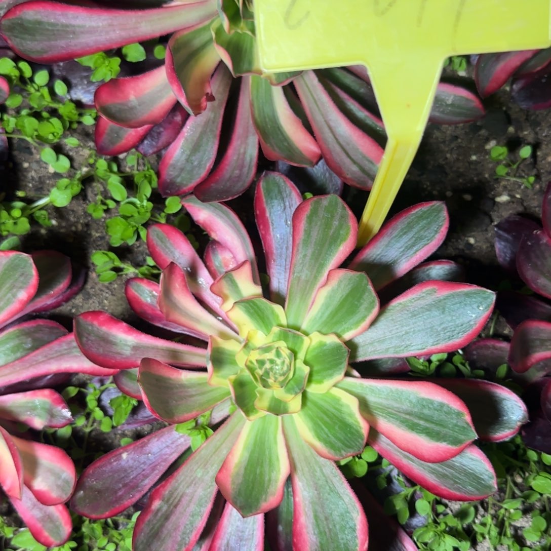 2-619哦哦哦哦哦哦