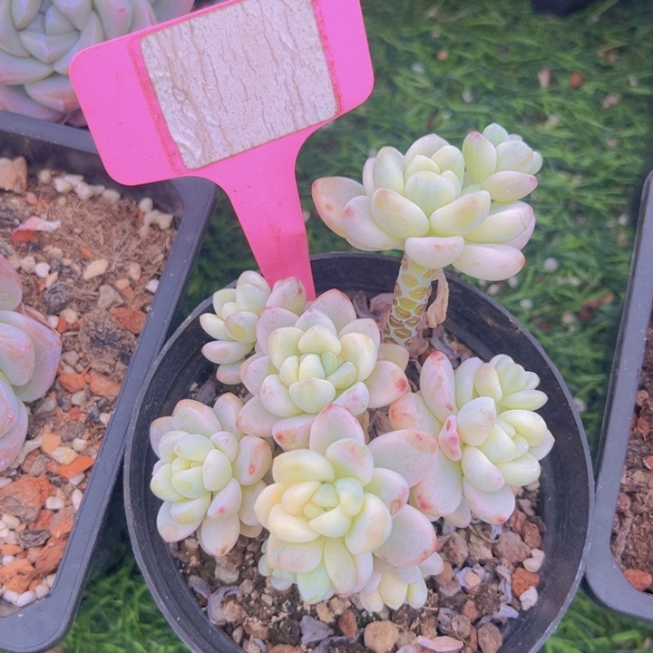 健健康康平平安安