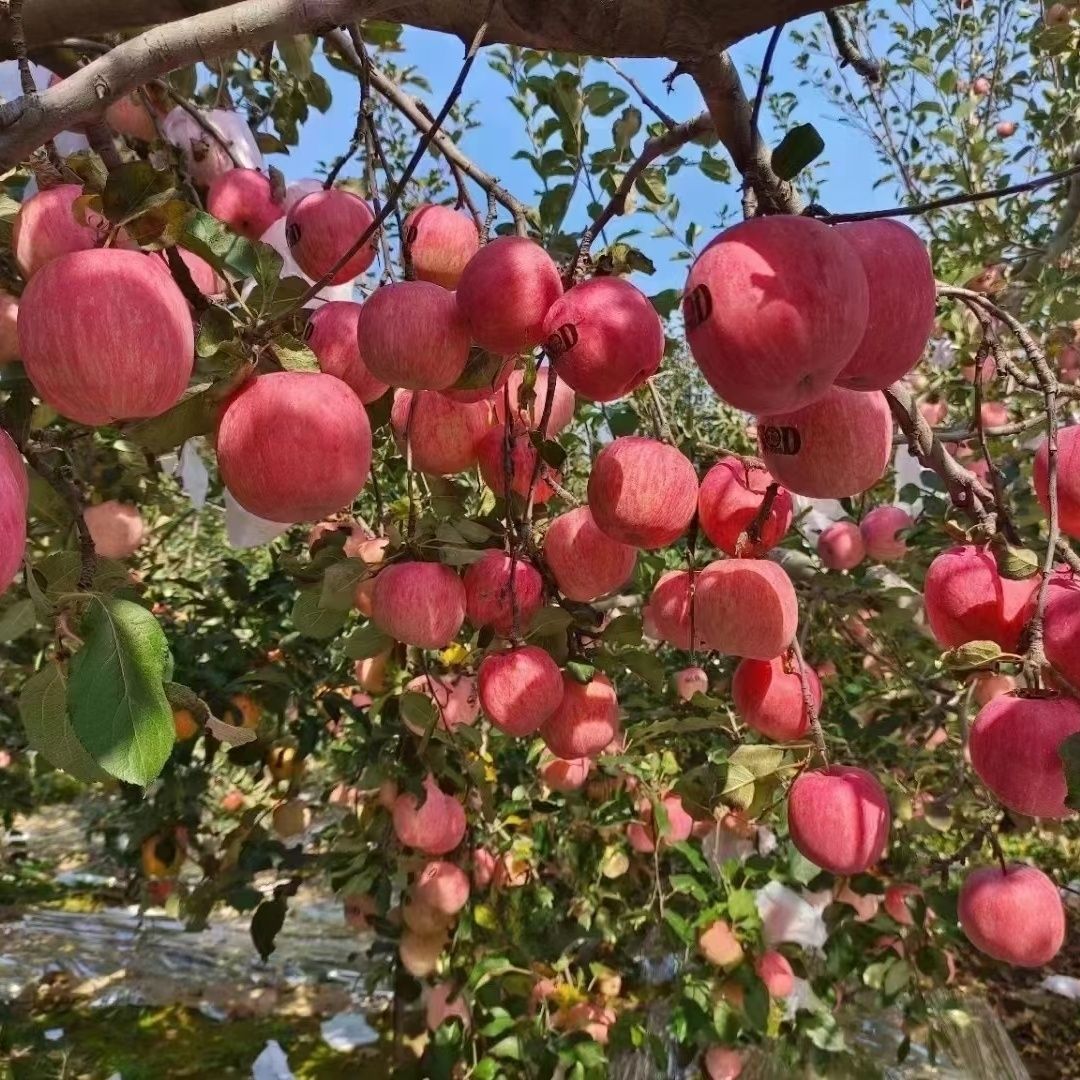 2025年当季灵宝寺河山苹果水果新鲜脆甜红富士苹果无SOD