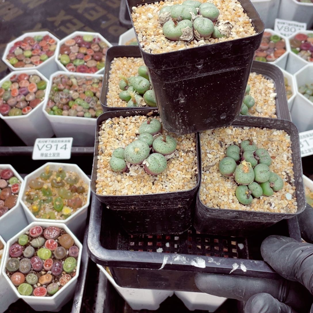 5盆群生肉锥成品发货