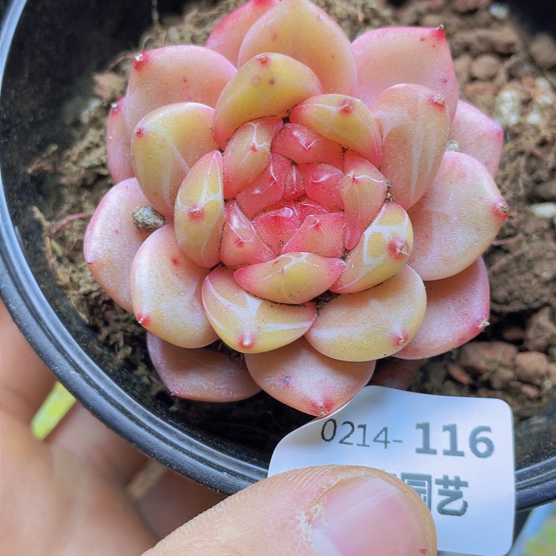 0000000000000116一物一拍