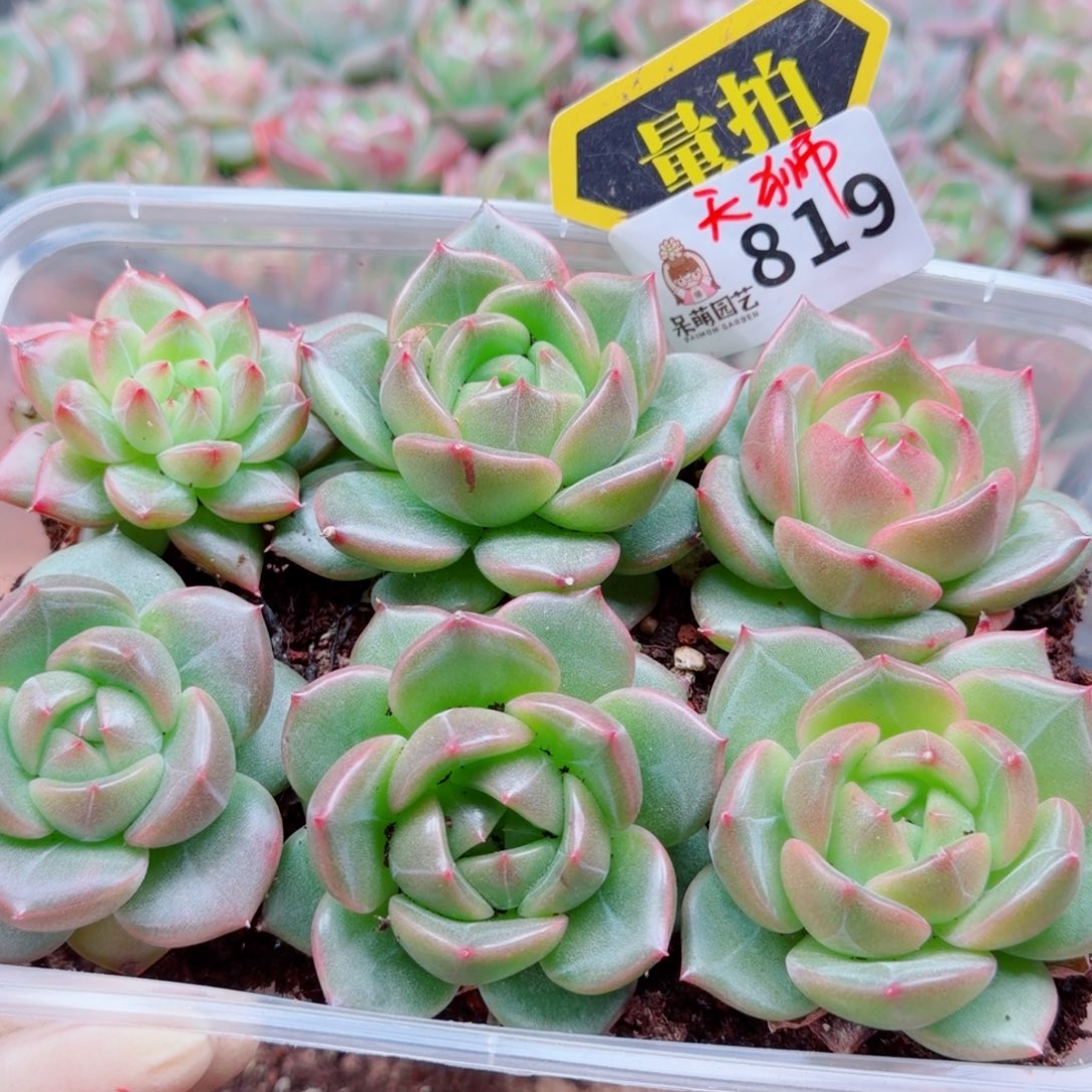 多肉植物多肉植物