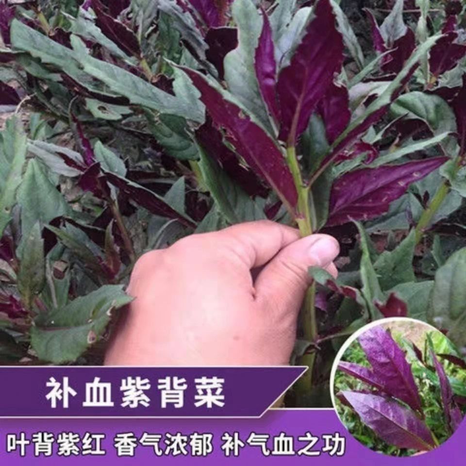 紫背菜种子补血菜紫四季播种血皮菜阳台红凤菜四川特色营养观音菜