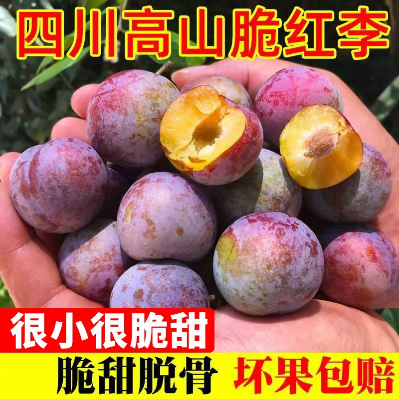 四川脱骨小脆红珍珠李樱桃李脆李当季水果脆甜爽口包邮wsC