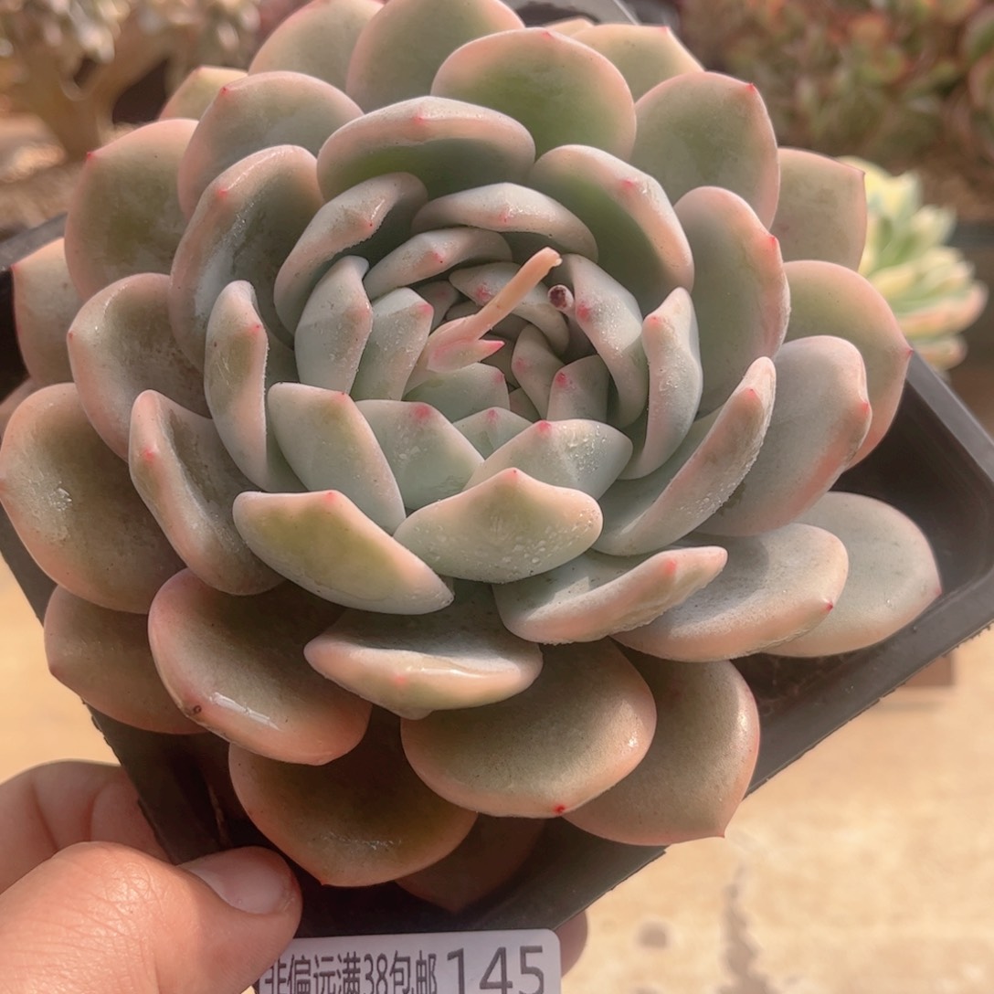 145橙子锦德华多肉