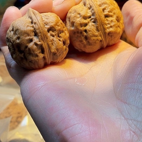 把件文玩核桃鬼斧金蟾36带彩