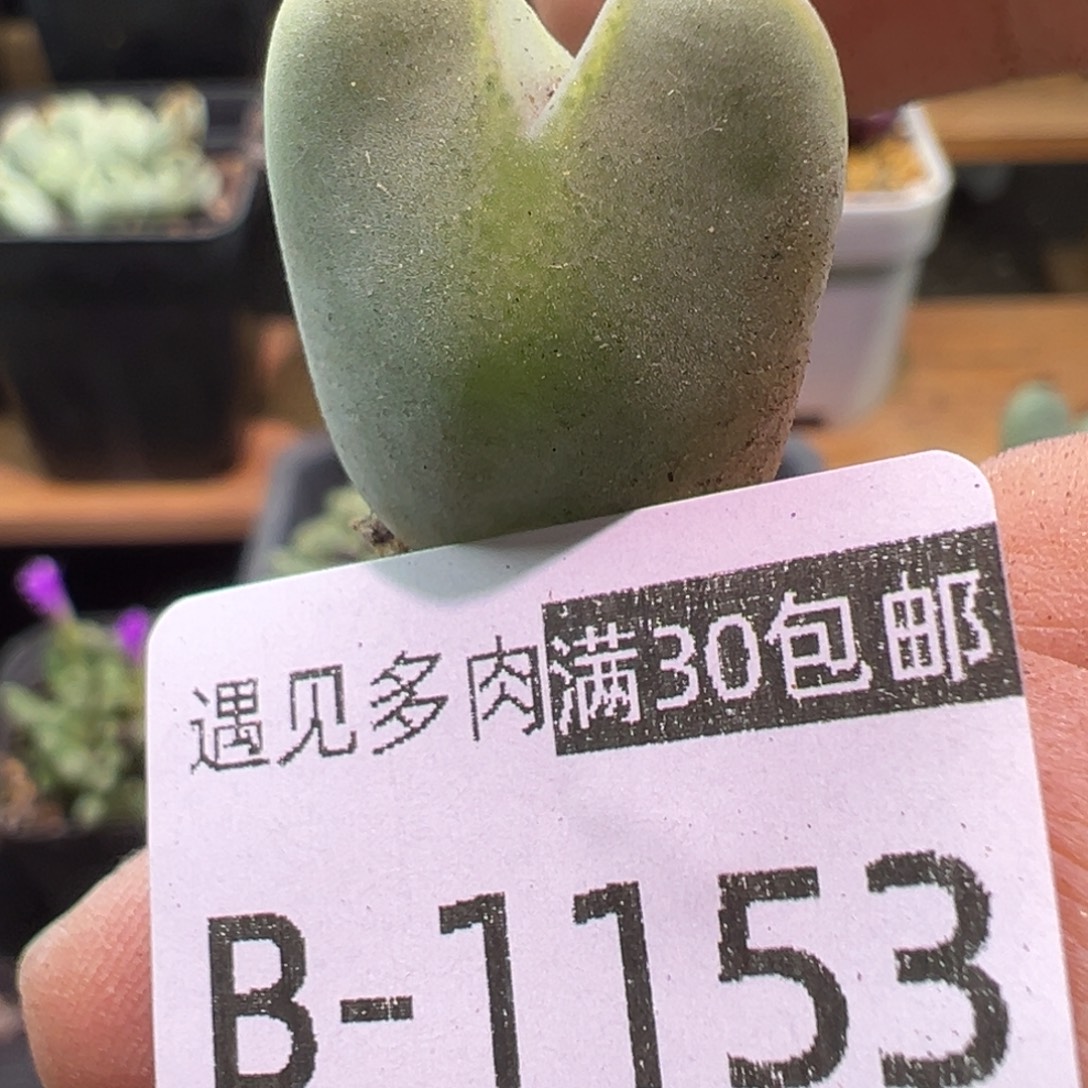 多肉植物1111111111111