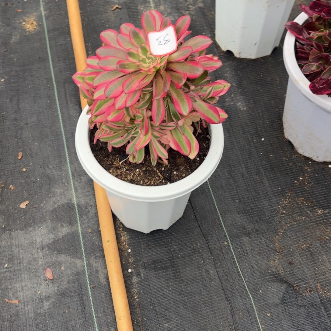 花好月又圆2025030933