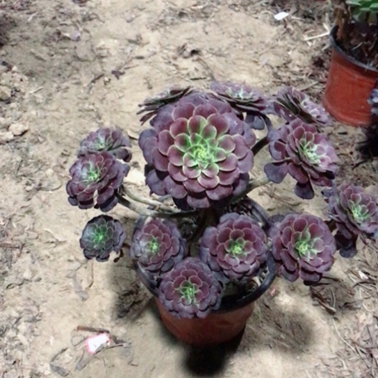 安***念萝莉法师多肉植物19