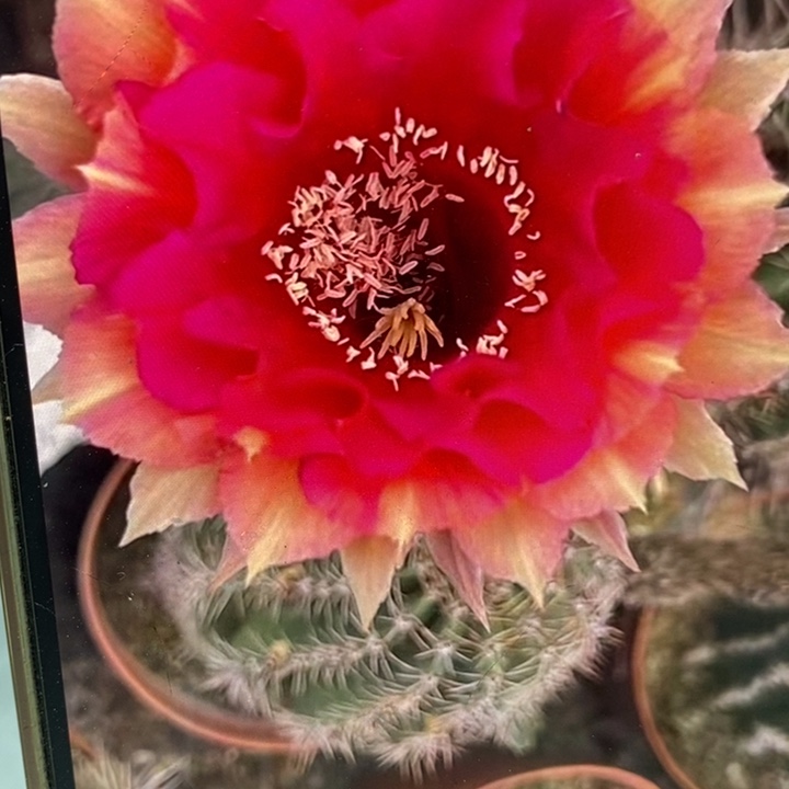 彩草99号群4个12公分左右