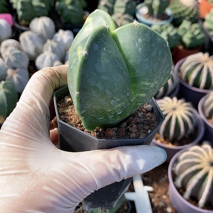 平**安花花草草花花草草