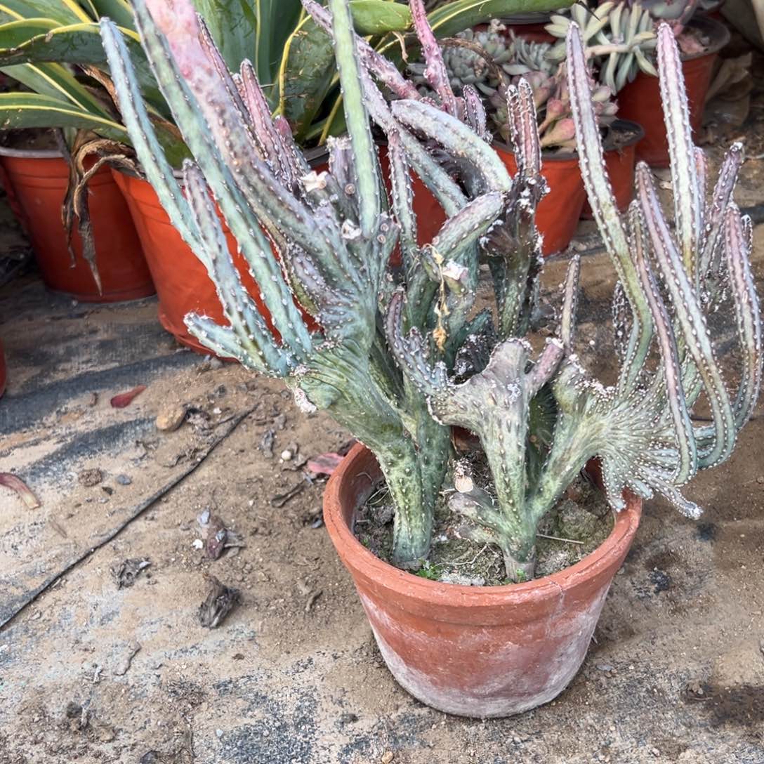 多肉植物大颗仙人系列