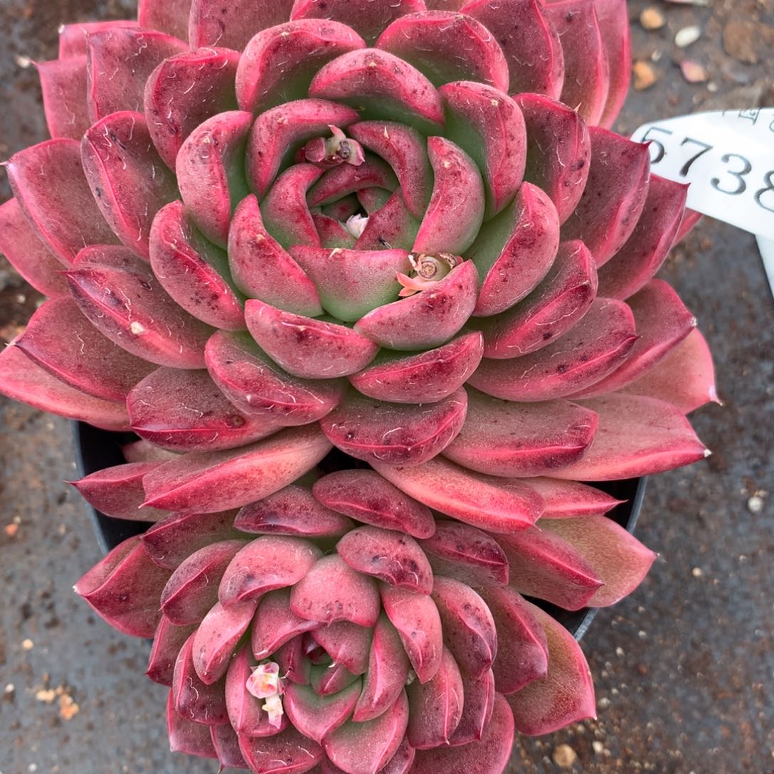 5738杂交多肉植物