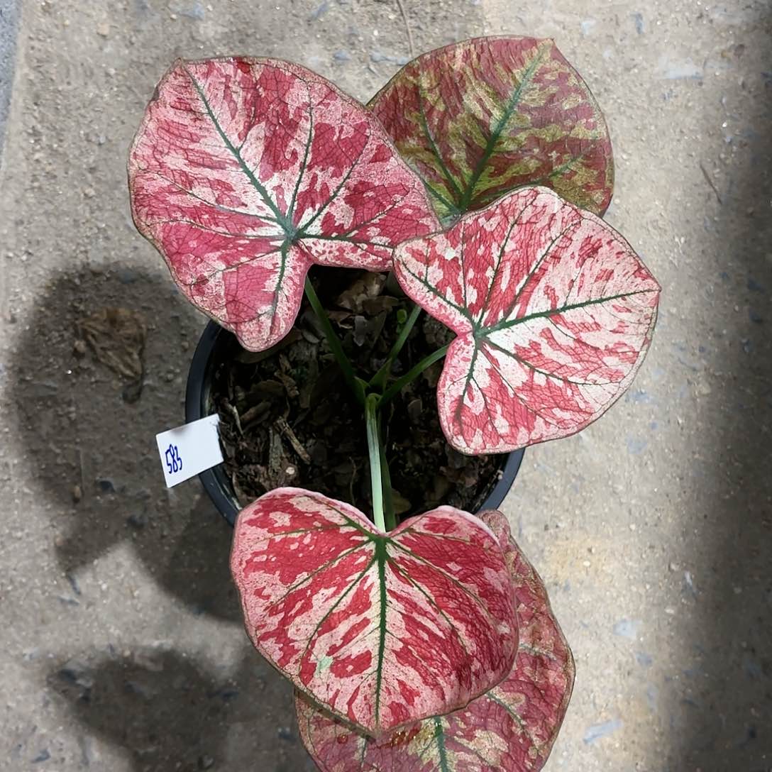 583-0117心跳彩叶芋泰国发货