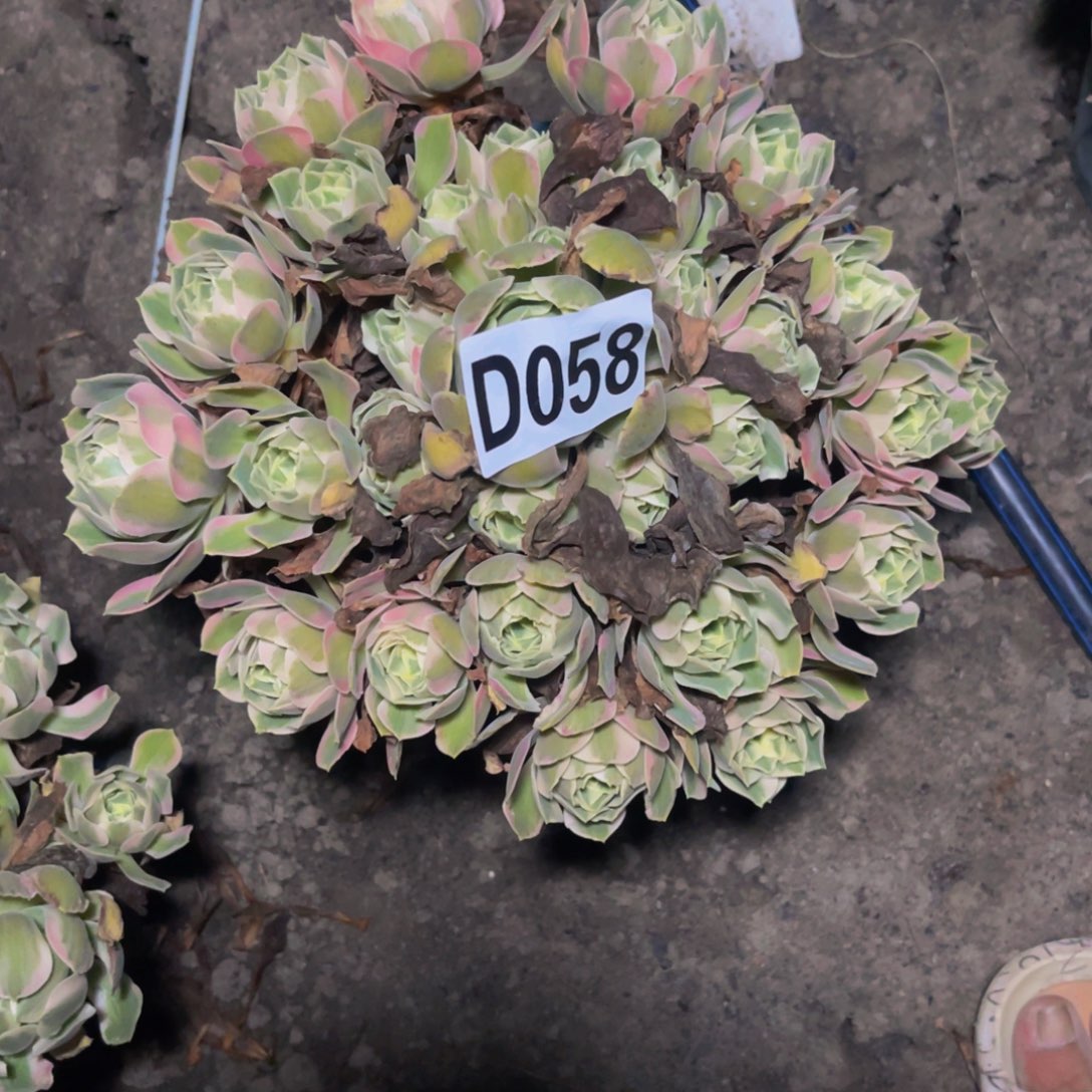 女妖法师16/-27包邮