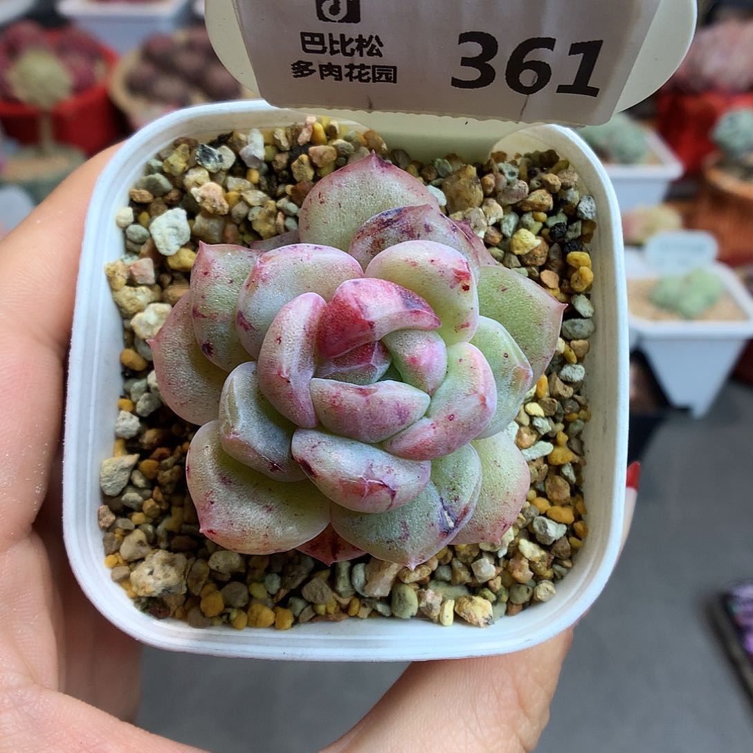 361钻石珍妮石化多肉植物