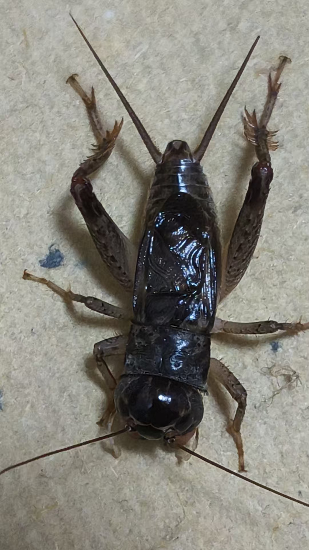 上海金刚精品蟋蟀90