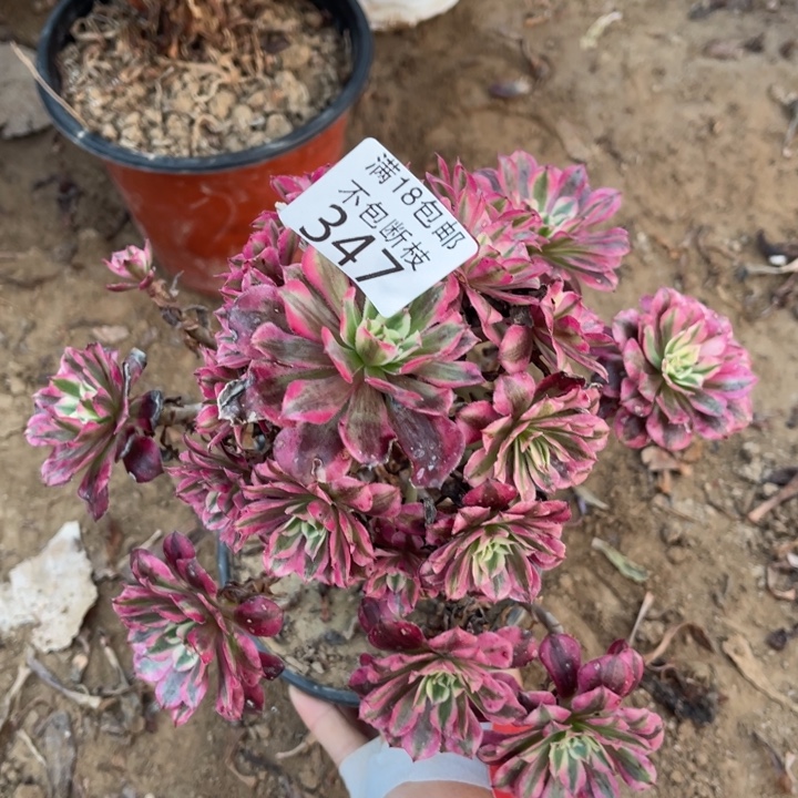 347铜壶白手捧1号棚