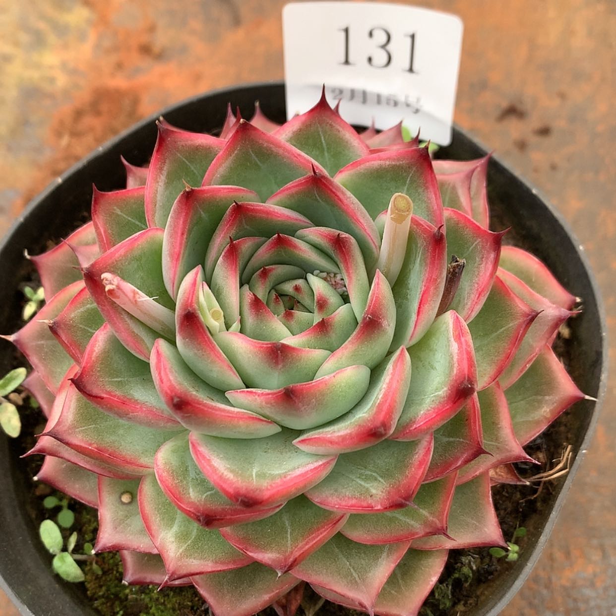 【闪购商品】云131红衣芭蕾