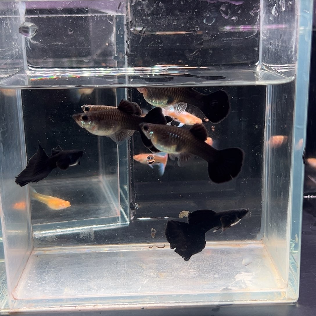 小***被孔雀鱼木炭黑两4母