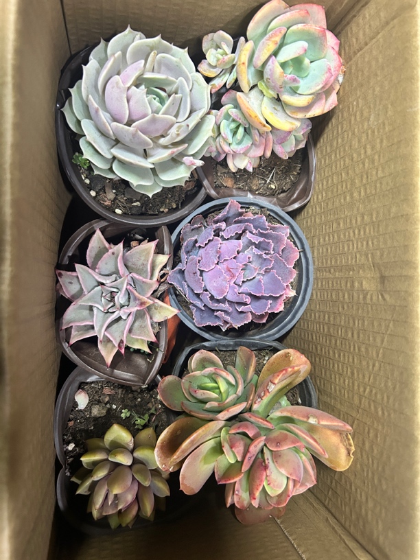 多肉清棚满满一箱6盆（带盆土发货）